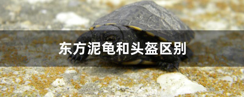 东方泥龟和头盔区别