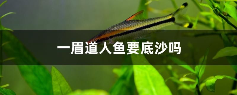 一眉道人鱼要底沙吗 鹦鹉鱼