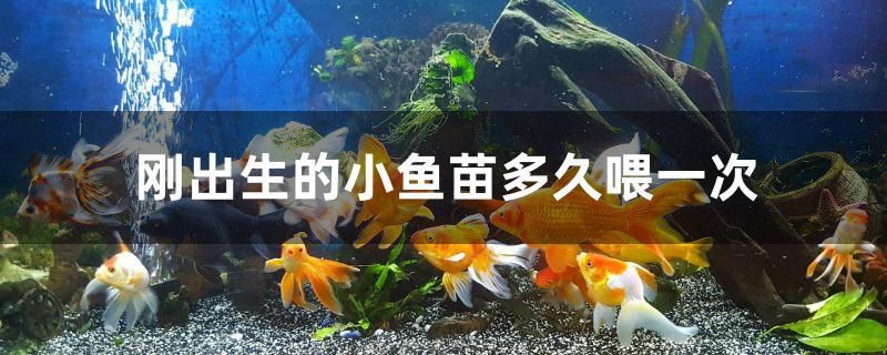 刚出生的小鱼苗多久喂一次 红头利鱼