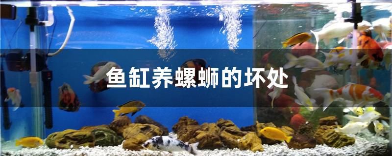 鱼缸养螺蛳的坏处