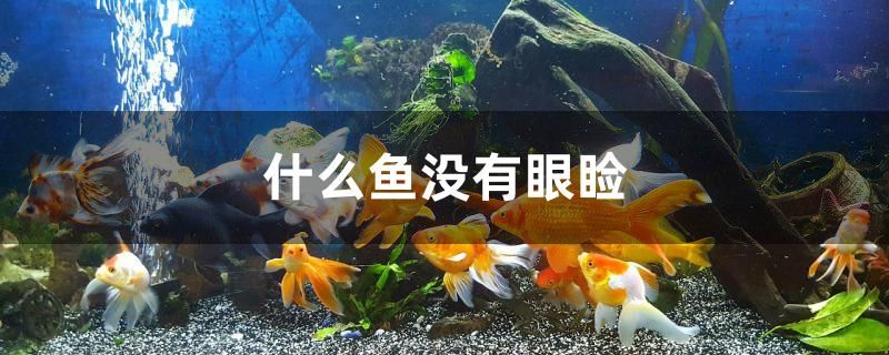 什么鱼没有眼睑