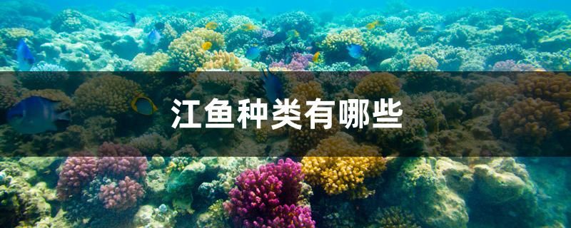 江鱼种类有哪些 海水鱼