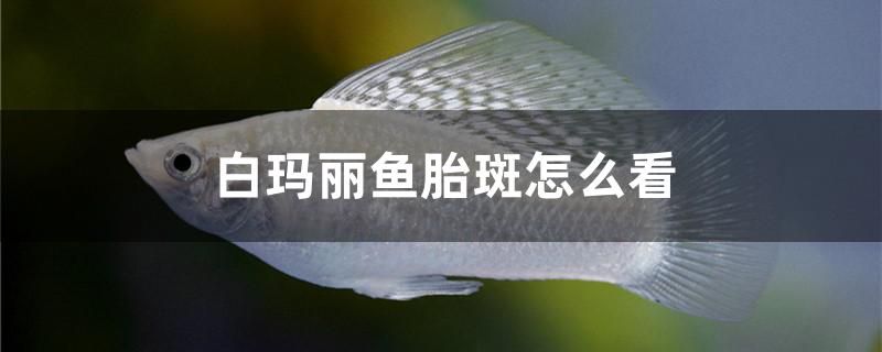 盘锦鱼缸清洗公司电话号码查询（辽宁盘锦二手水族箱哪些地方有售） 金老虎鱼 第2张