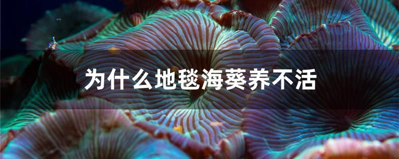 为什么地毯海葵养不活 鱼缸/水族箱