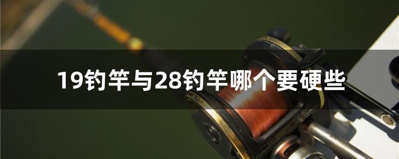 19钓竿与28钓竿哪个要硬些 白子金龙鱼