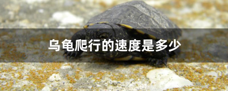 溧阳哪有鱼缸卖呀多少钱一斤（临汾路装修） 七纹巨鲤鱼 第1张