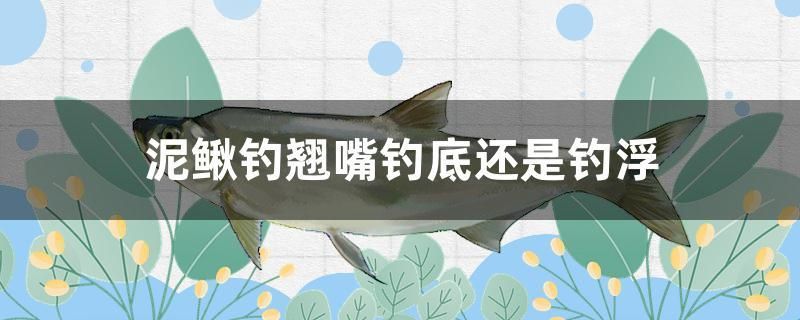 泥鳅钓翘嘴钓底还是钓浮