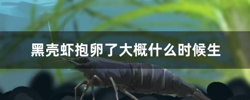 黑壳虾抱卵了大概什么时候生 水族维护服务（上门）