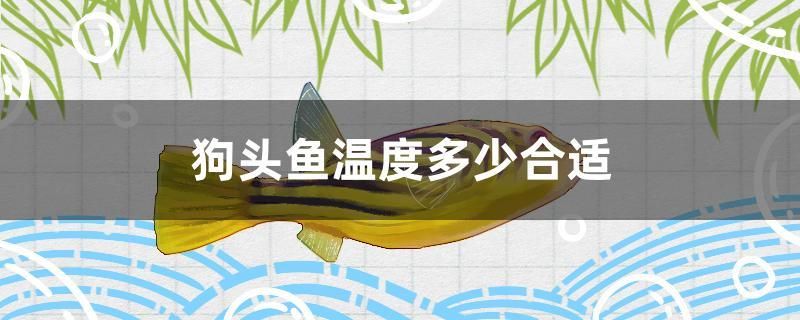 狗头鱼温度多少合适 观赏鱼水族批发市场