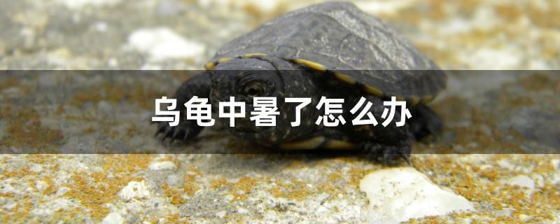 乌龟中暑了怎么办 广州祥龙国际水族贸易