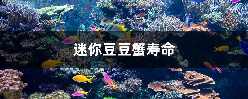 迷你豆豆蟹寿命 水族周边