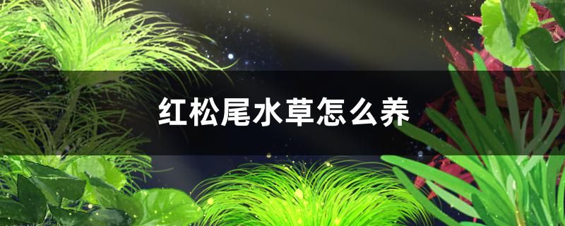 红松尾水草怎么养需要种进泥里吗