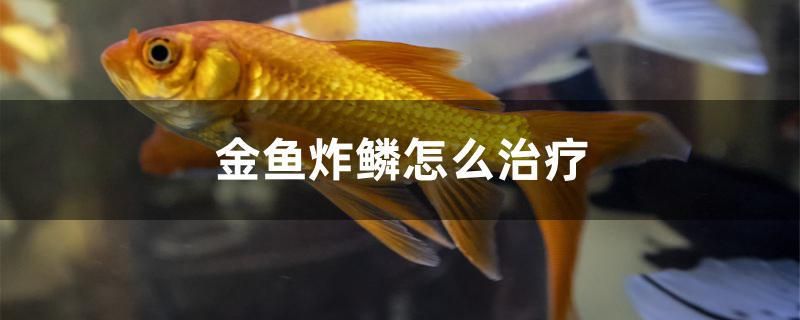 金鱼炸鳞怎么治疗