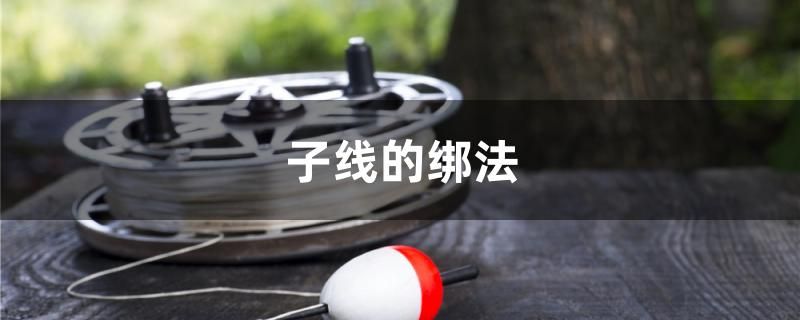 子线的绑法 白子银龙苗（黄化银龙苗）