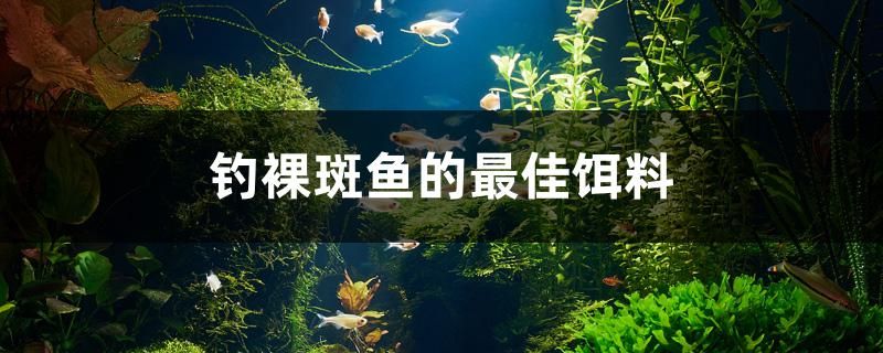 钓裸斑鱼的最佳饵料 水族品牌