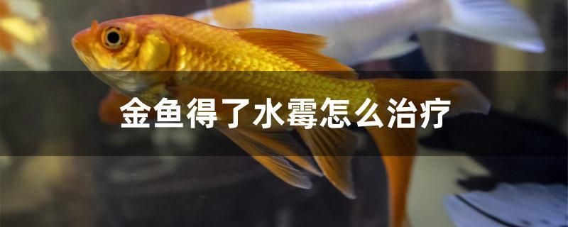 金鱼得了水霉怎么治疗 水族主题相关