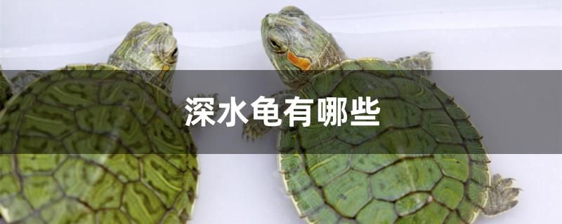 深水龟有哪些 月光鸭嘴鱼