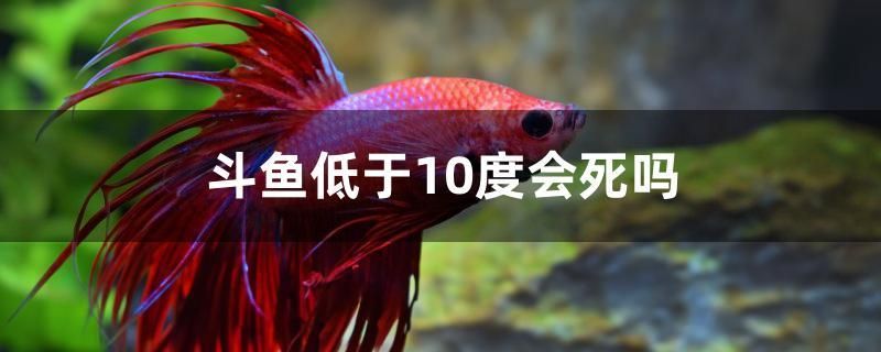 斗鱼低于10度会死吗