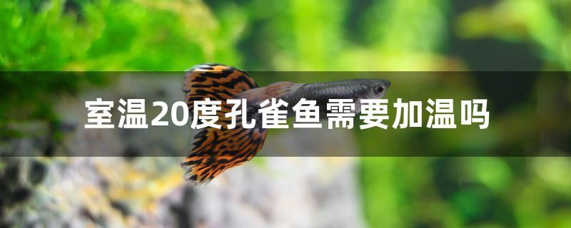 室温20度孔雀鱼需要加温吗 飞凤鱼苗