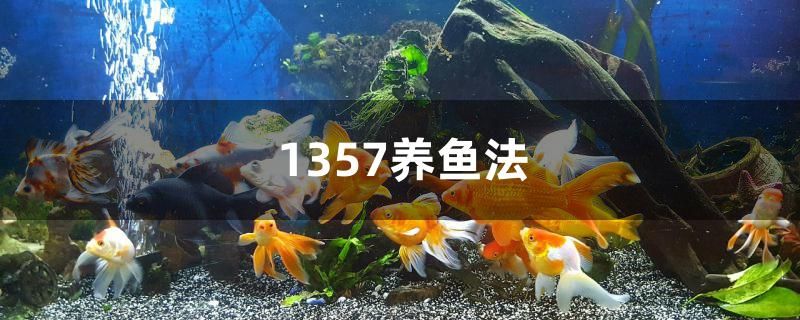 1357养鱼法是什么 金龙福龙鱼