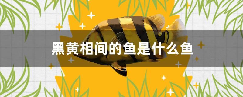 黑黄相间的鱼是什么鱼 祥龙水族滤材/器材