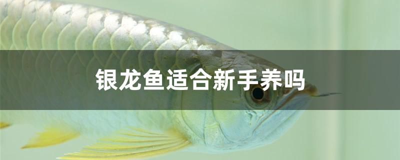 银龙鱼适合新手养吗