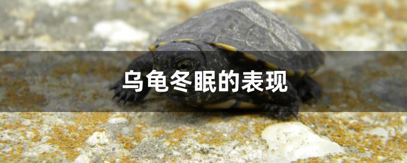 乌龟冬眠的表现 观赏鱼水族批发市场