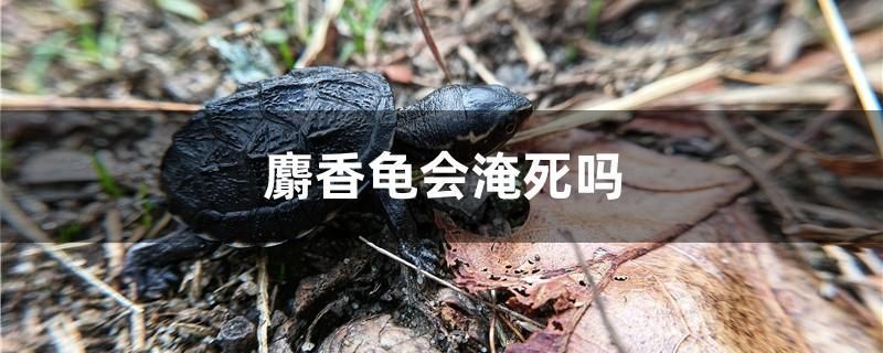 麝香龟会淹死吗