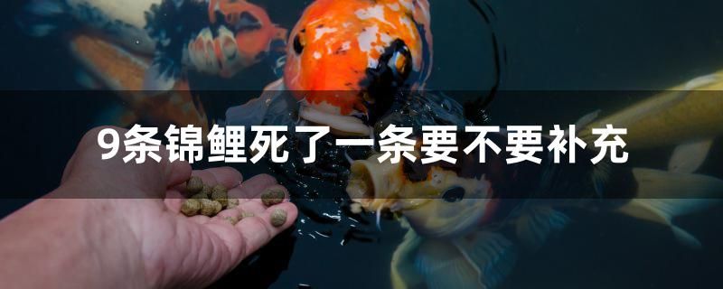 9条锦鲤死了一条要不要补充 广州祥龙国际水族贸易