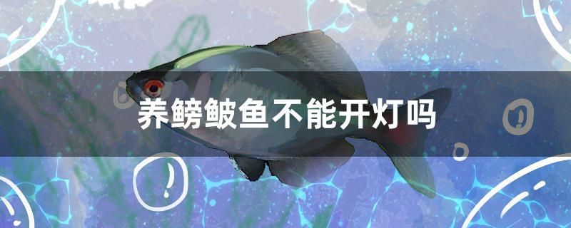 养鳑鲏鱼不能开灯吗 羽毛刀鱼苗