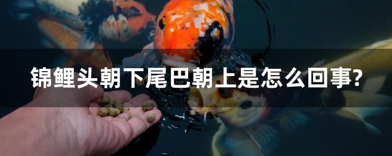 锦鲤头朝下尾巴朝上是怎么回事？ 水族维护服务（上门）