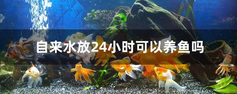 自来水放24小时可以养鱼吗 全国观赏鱼市场