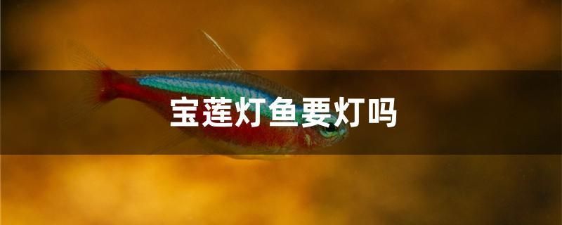 宝莲灯鱼要灯吗 元宝凤凰鱼专用鱼粮