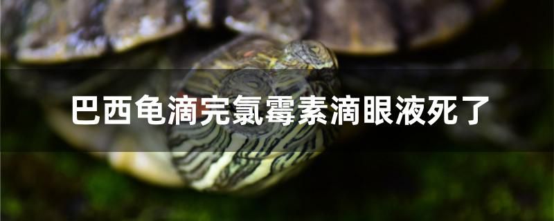 为什么巴西龟滴氯霉素滴眼液死了