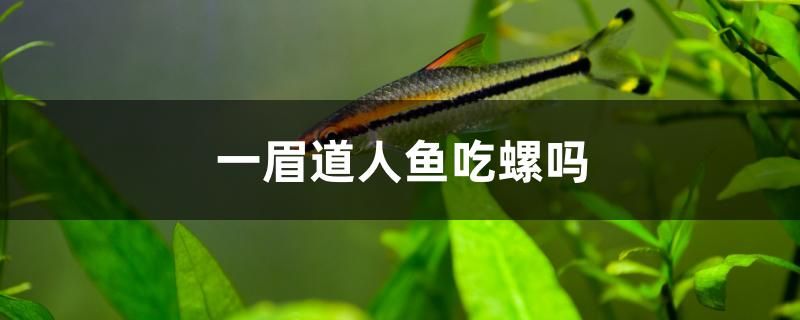 一眉道人鱼吃螺吗 图腾金龙鱼