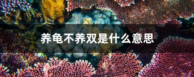 养龟不养双是什么意思 观赏鱼水族批发市场