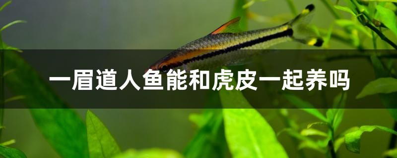 一眉道人鱼能和虎皮一起养吗 龙鱼专用灯