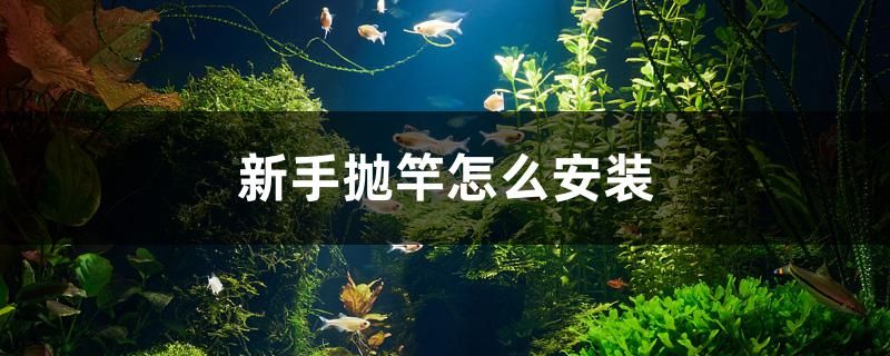 新手抛竿怎么安装 观赏鱼批发