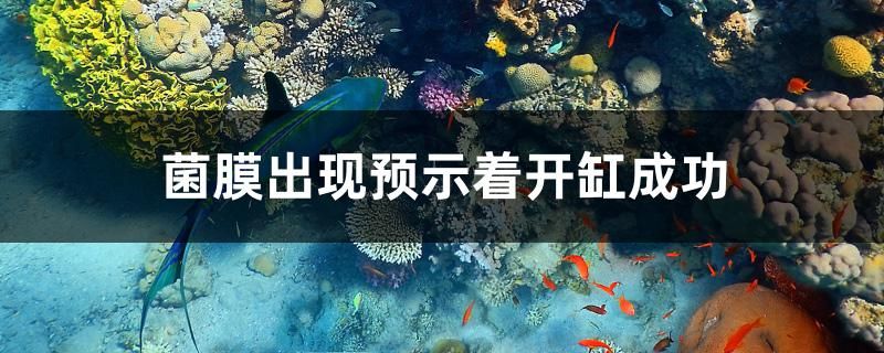 菌膜出现预示着开缸成功