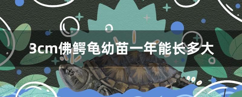 北京观赏鱼市场排名榜 北京观赏鱼市场排名榜前十名 全国观赏鱼市场 第2张