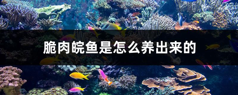 脆肉皖鱼是怎么养出来的 新加坡号半红龙鱼（练手级红龙鱼）