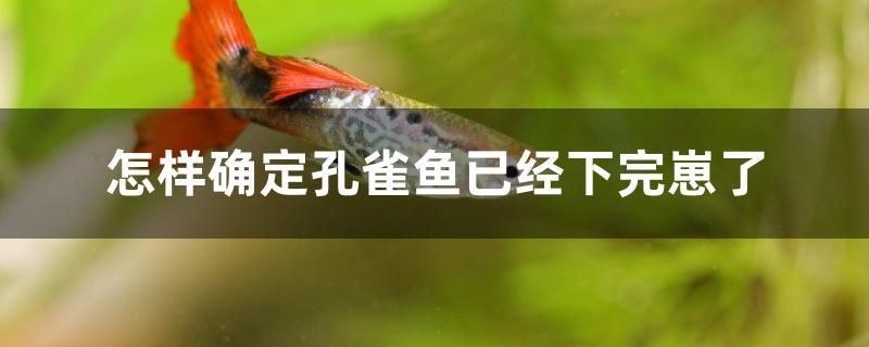 怎样确定孔雀鱼已经下完崽了 全国水族馆企业名录