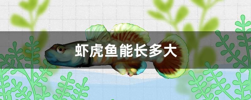 虾虎鱼能长多大 水族灯（鱼缸灯）