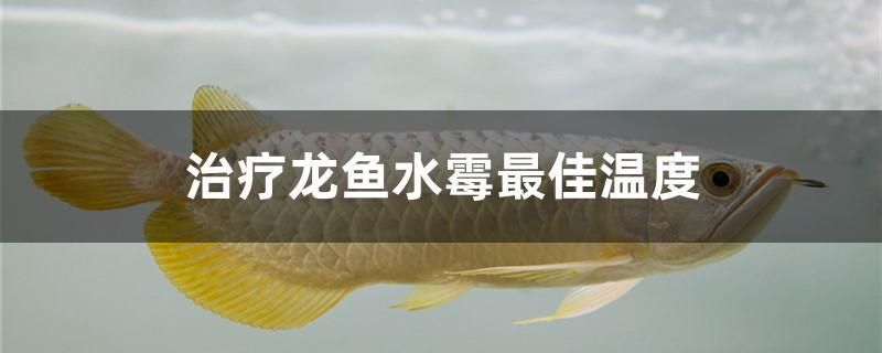 治疗龙鱼水霉最佳温度 委内瑞拉奥里诺三间鱼苗