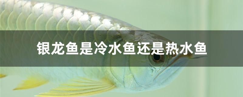 银龙鱼是冷水鱼还是热水鱼