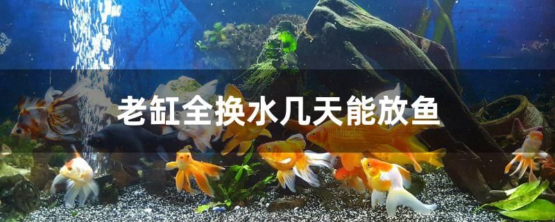 老缸全换水几天能放鱼 新加坡号半红龙鱼（练手级红龙鱼）