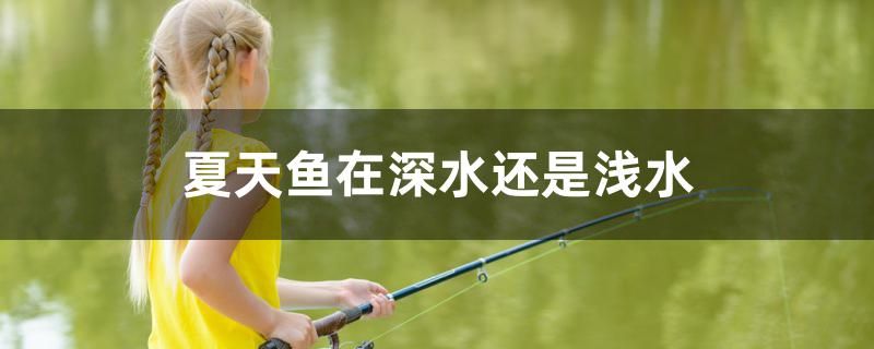 夏天鱼在深水还是浅水 养鱼知识