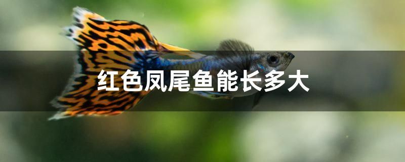 红色凤尾鱼能长多大 水族主题相关