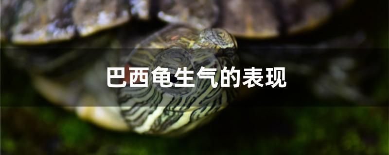 巴西龟生气的表现 皇冠黑白魟鱼