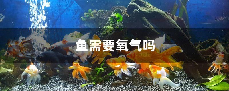 鱼需要氧气吗